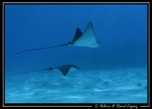 Two eagle rays in shallow waters. Canon G9 by Raoul Caprez 